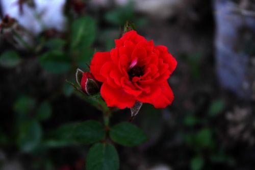 rose love red