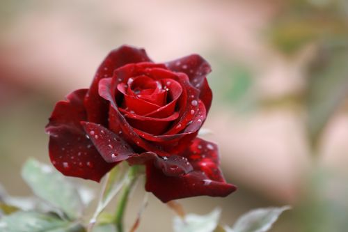 rose flower red