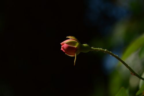 rose bud flower