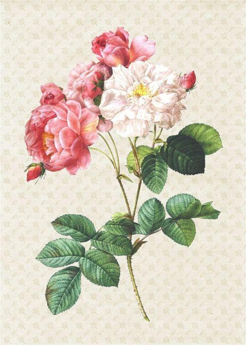 rose paper collage