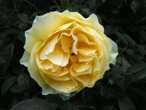 rose yellow cream