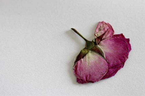 rose dry flower blossom