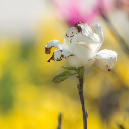 rose flower nature