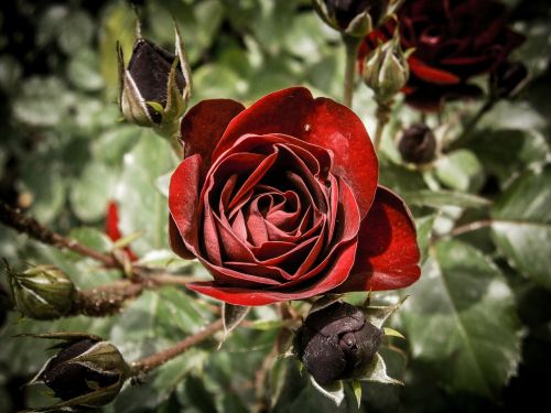 rose red flower