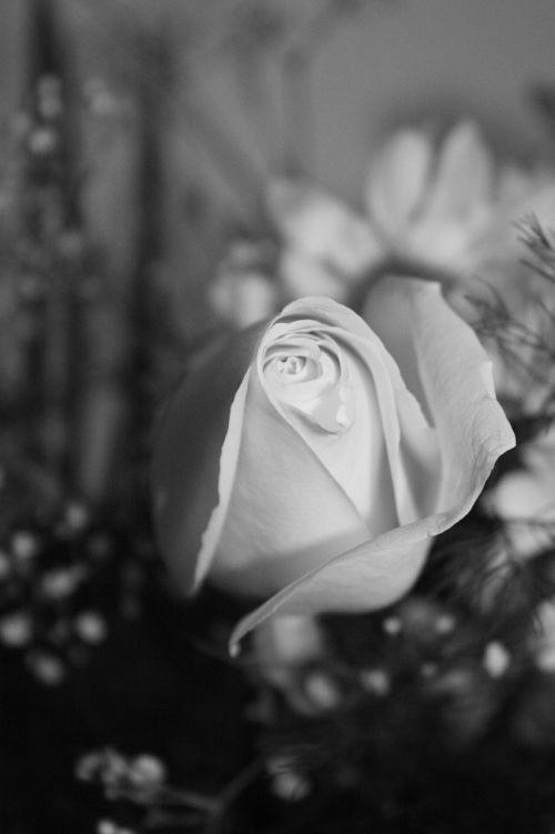 rose baby's breath white rose