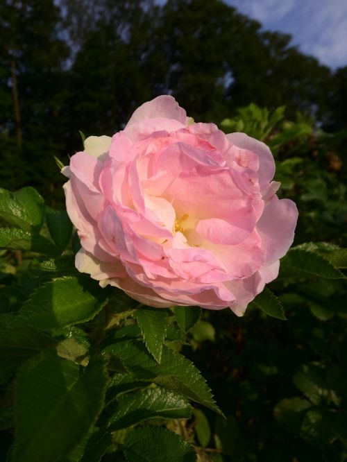 rose filled blossom