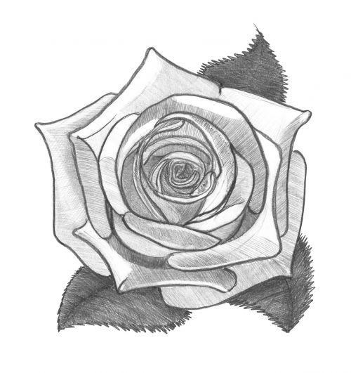 rose figure black and white