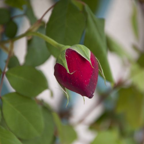 rose floral nature