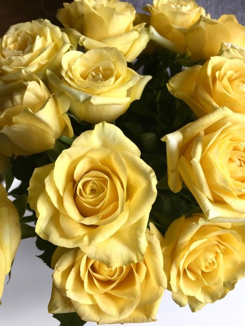 rose roses yellow