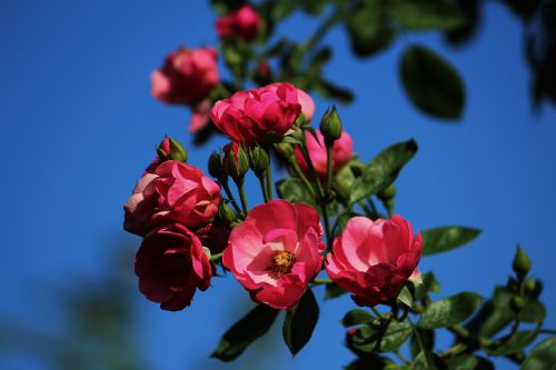 rose angela pink