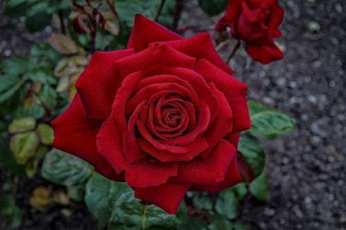 rose red flower