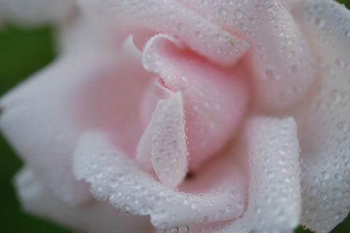 rose spring white
