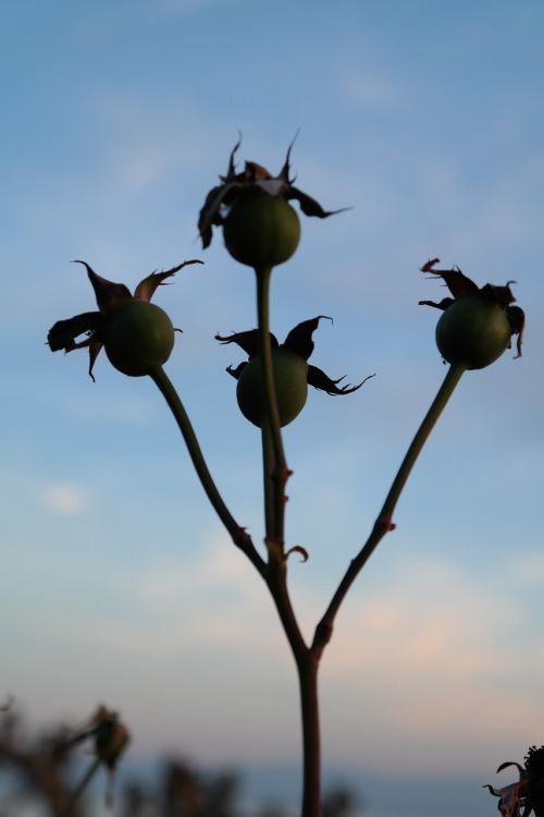 rose fruits rose hip