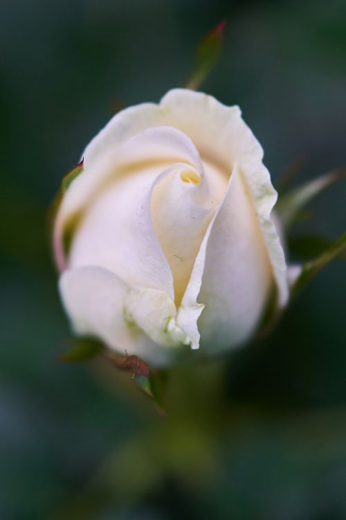 rose flower color
