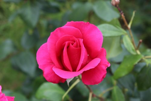 rose garden pink