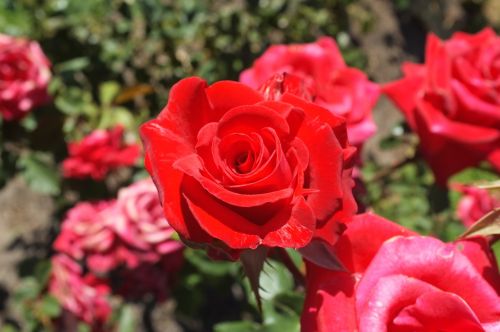 rose red flowers safflower