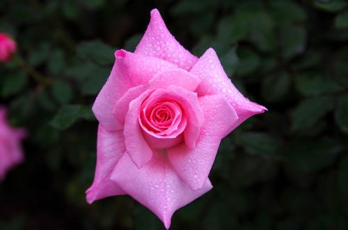 rose shizuku rain