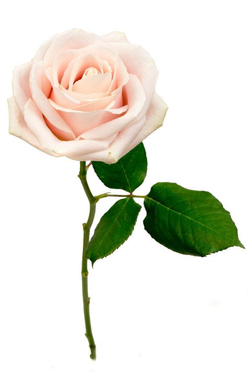 rose flower macro