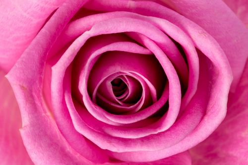 rose flower pink