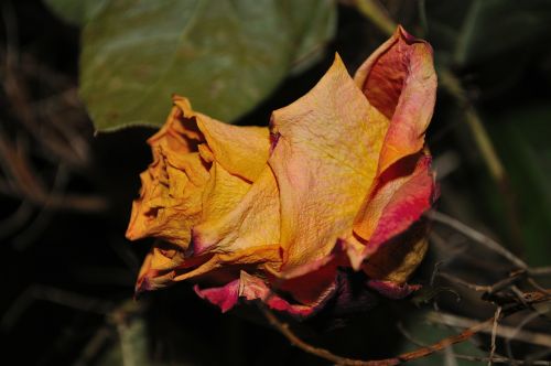 rose dry flower