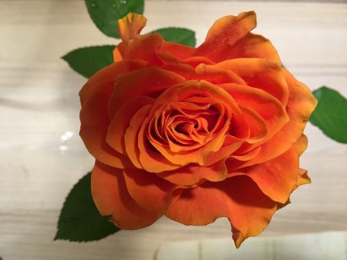 rose orange rose blooms