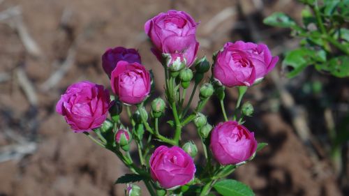 rose flower garden