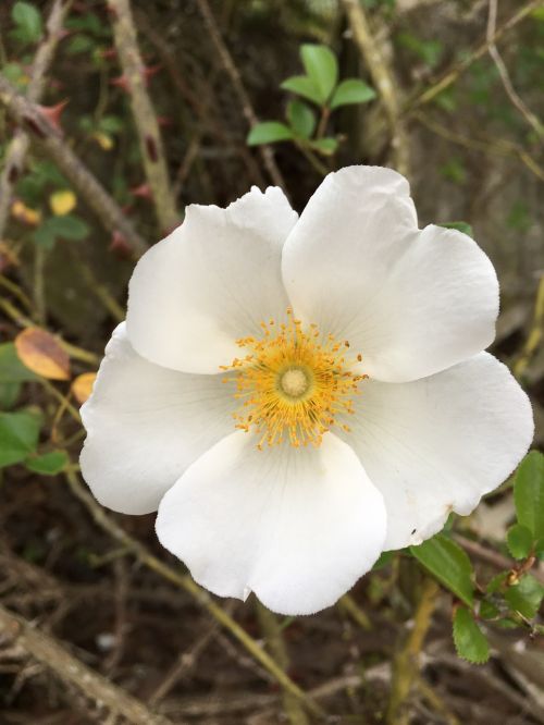 rose wild rose white