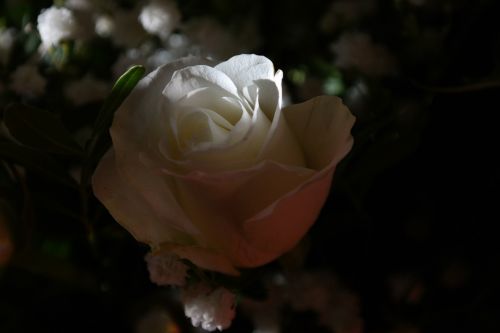 rose white flower