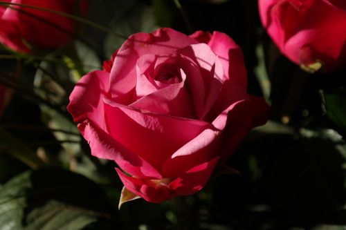 rose red flower