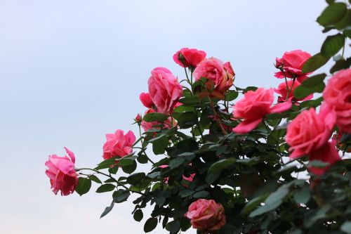 rose the association of spring city forest garden rose garden