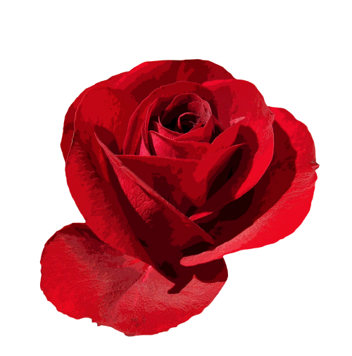 rose red isolated