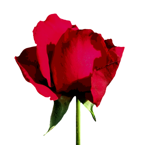 rose red isolated