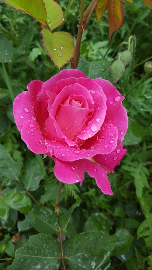 rose rain drop
