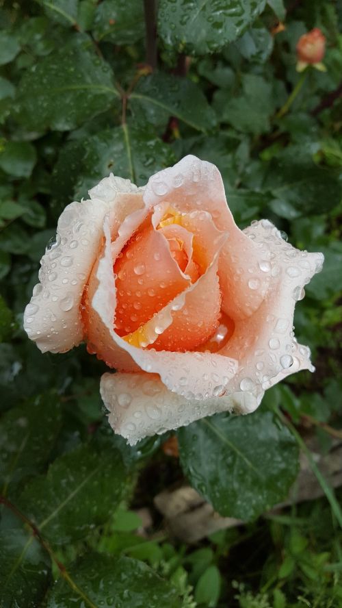 rose rain drop