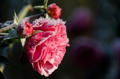 rose hoarfrost flower