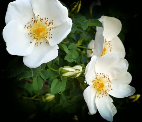 rose white dog rose flowers