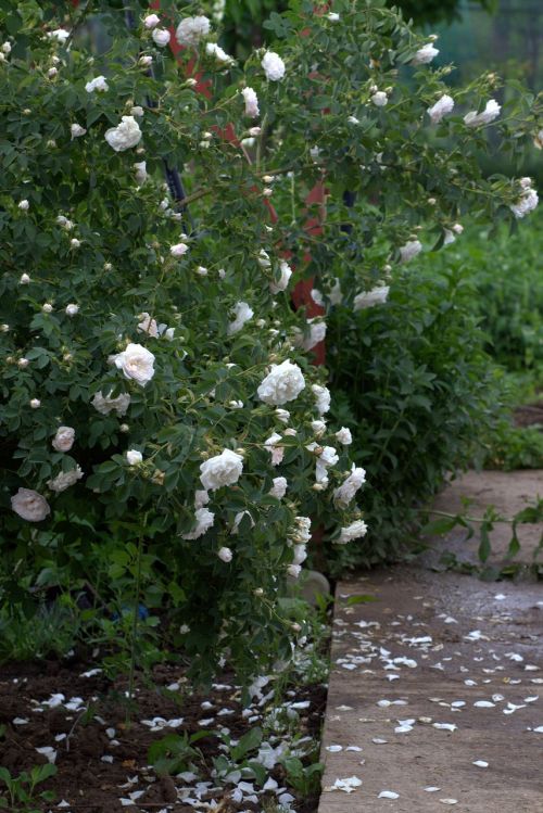 rose white bush