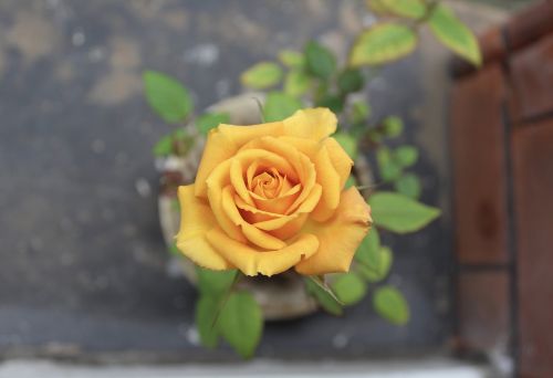 rose roses yellow