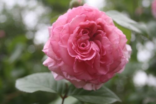 rose pink spring