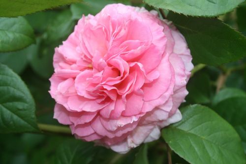 rose pink flower