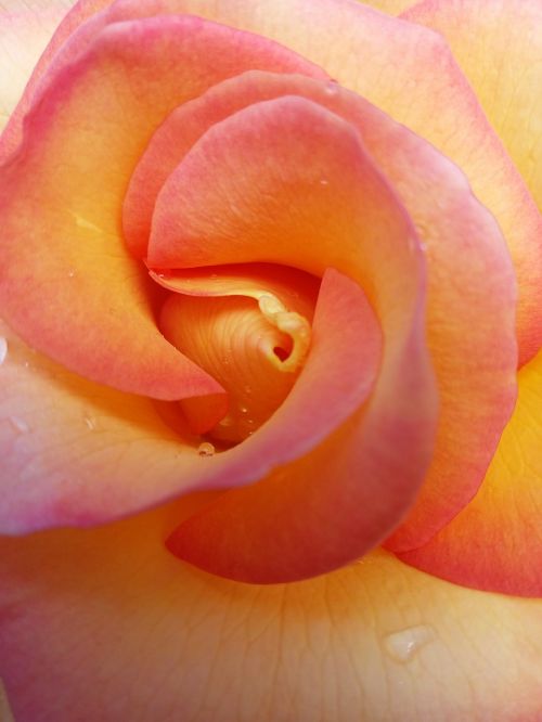 rose pistil flower