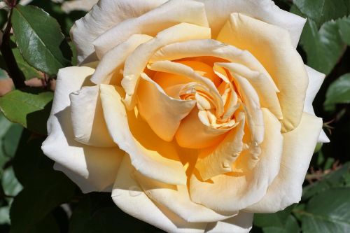 rose yellow love