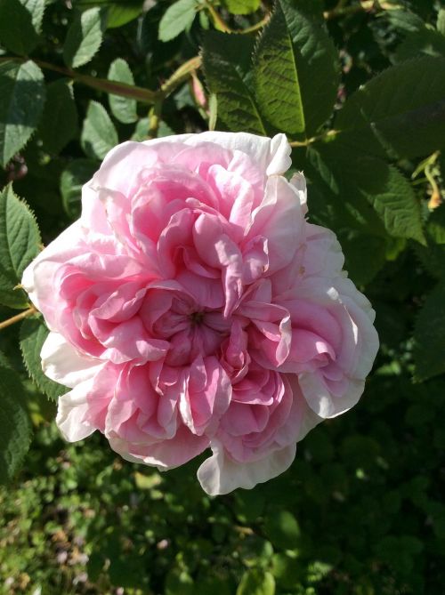 rose rosa flowers