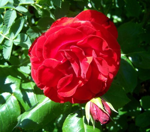 rose red rose garden