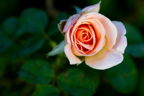 rose single bloom garden