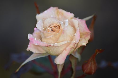 rose flower pink rose