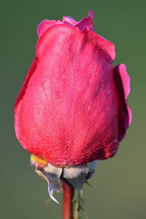 rose pink rose nature