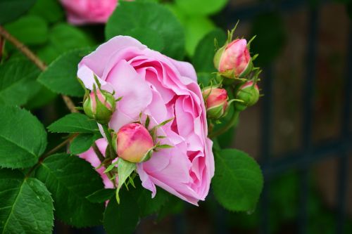 rose pink rose rose bloom