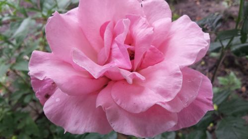 rose flower pink rose