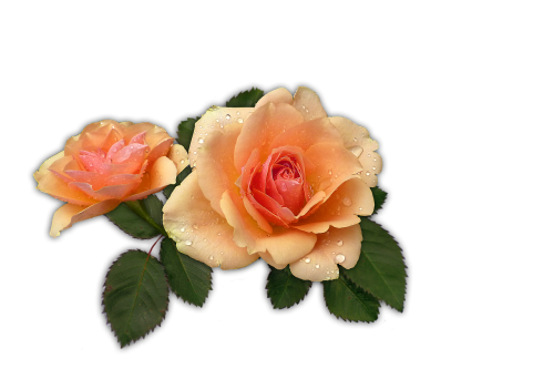 rose apricot flower